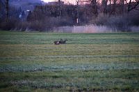 Rehe im Feld